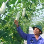 Vai trò của Hợp tác xã trong phát triển kinh tế nông nghiệp tại Hà Tĩnh